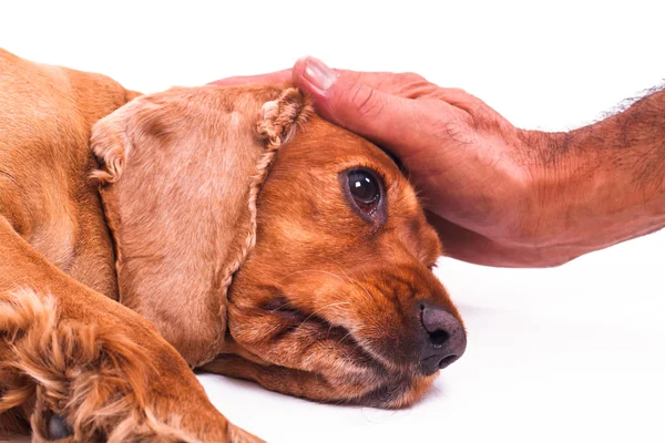 犬の頭を愛撫する手 — ストック写真