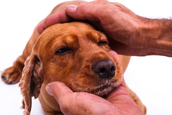 Dog Head'a okşama el — Stok fotoğraf