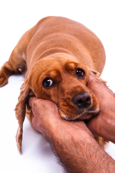 Hand streichelt Hund — Stockfoto