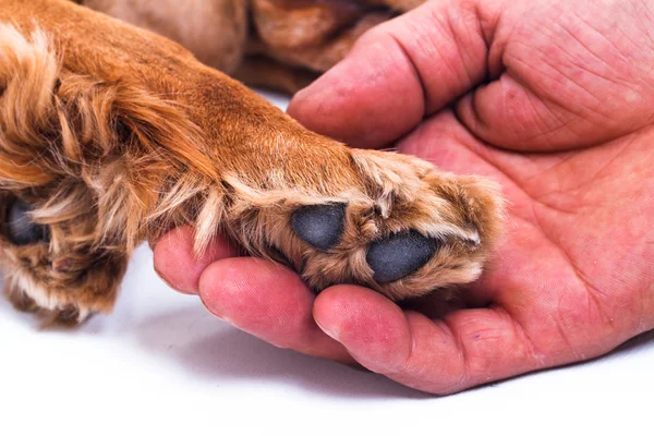 Sujetando la mano Paté — Foto de Stock