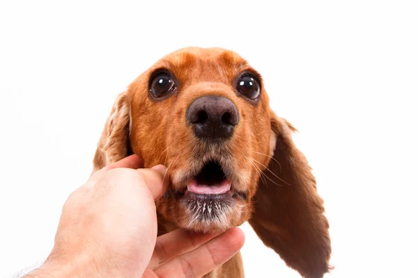 Ręka dotyka psa cocker spaniel angielski — Zdjęcie stockowe