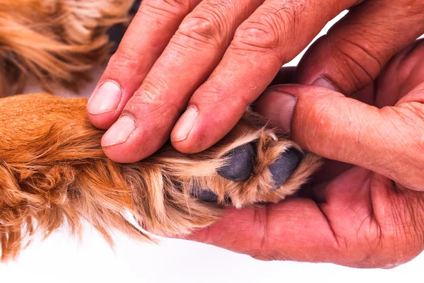 Sujetando la mano Paté — Foto de Stock