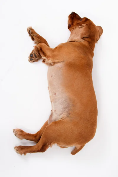 Von oben: Englischer Cocker Spaniel Hund — Stockfoto