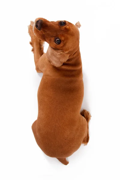 Ovansida av engelsk cocker spaniel hund — Stockfoto