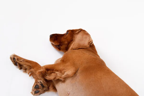 Bovenaanzicht van Engelse cocker spaniel hond — Stockfoto