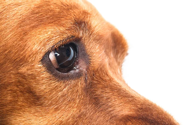 Pohled na psí oko — Stock fotografie