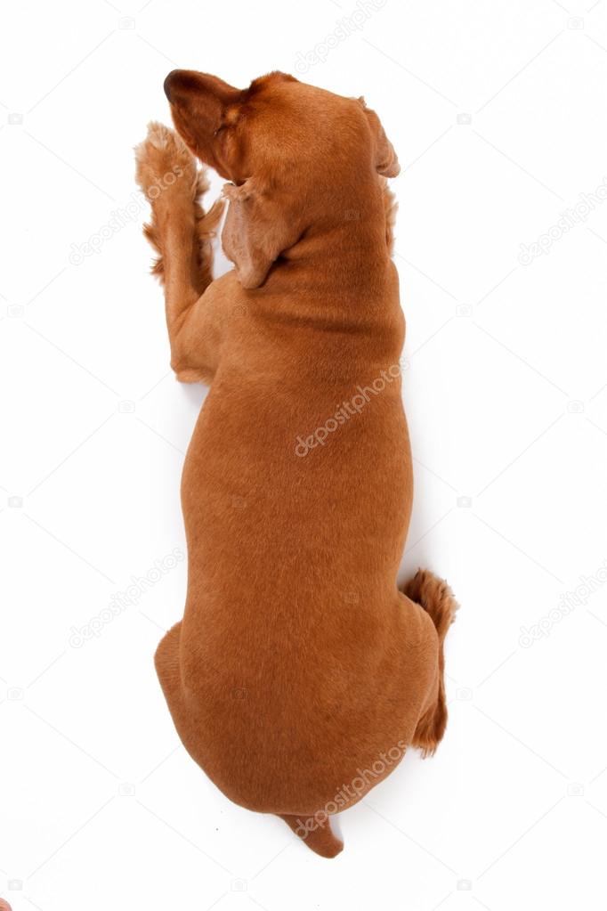 Top View of English Cocker Spaniel Dog