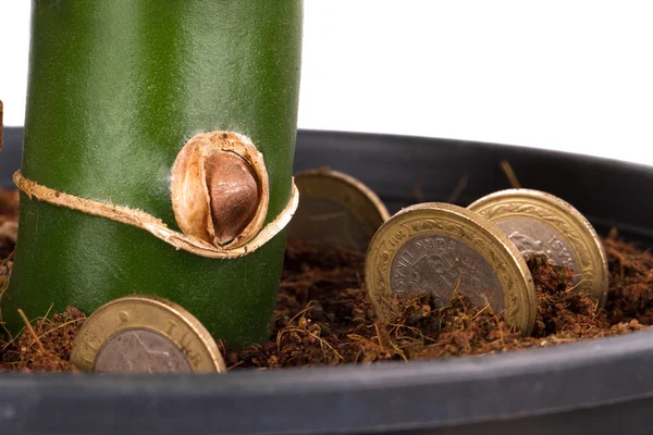 Coins in Soil — Stock Photo, Image