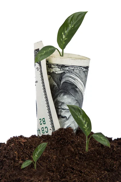 Dollar Bill Growing i jord – stockfoto