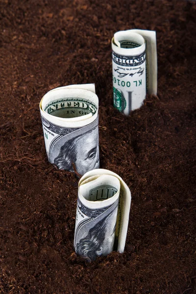 Billets en dollars qui poussent dans le sol — Photo