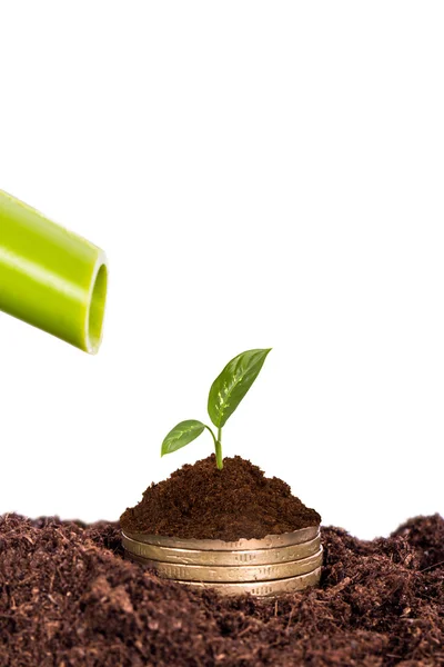 Groene plant op stapel van bodem en munten — Stockfoto