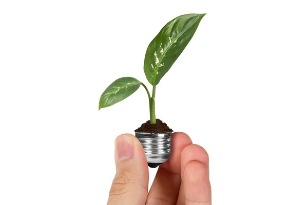 Hand holding plant groeit in gloeilamp — Stockfoto