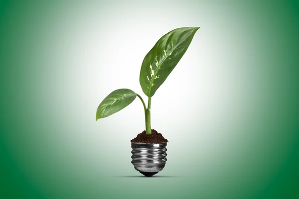 Glühbirne und wachsende grüne Pflanze — Stockfoto