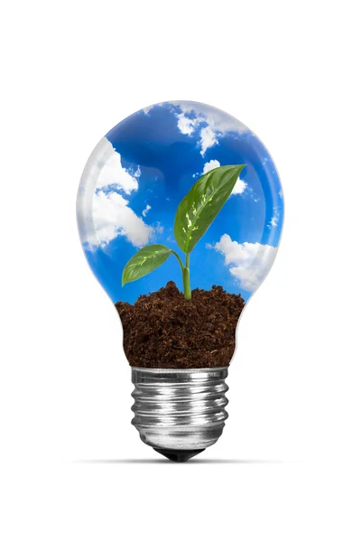 Light Bulb and Growing Green Plant — Stock Photo, Image