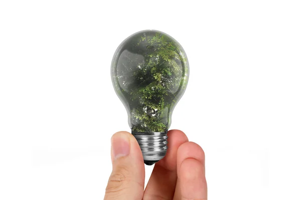 Hand Holding Tree in Light Bulb — Stock Photo, Image