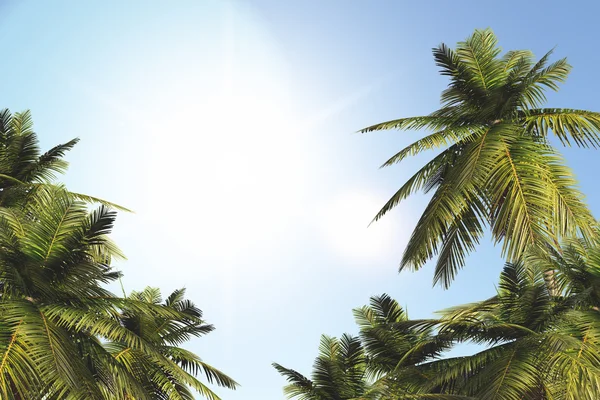 Palmbomen in de zomer — Stockfoto