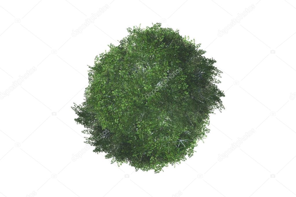 Top View of Tree