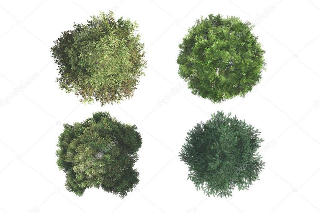 Top View of Trees