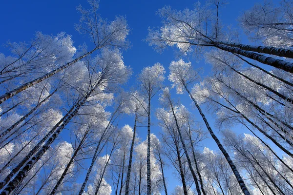 Alti alberi — Foto Stock