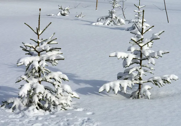 Nieve blanca, invierno, fondo , — Foto de Stock