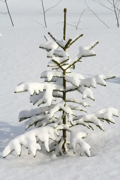 白色的雪，冬天背景, — 图库照片