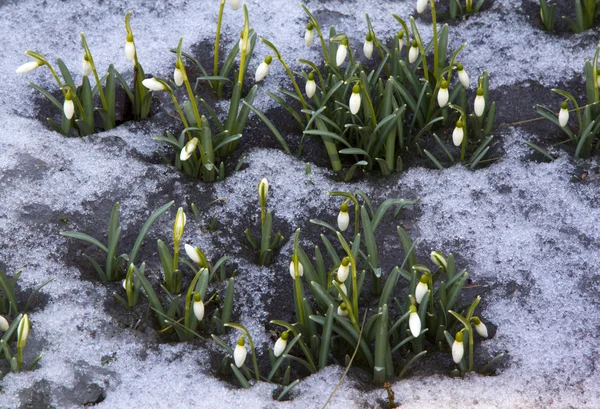 First spring flowers — Stock Photo, Image