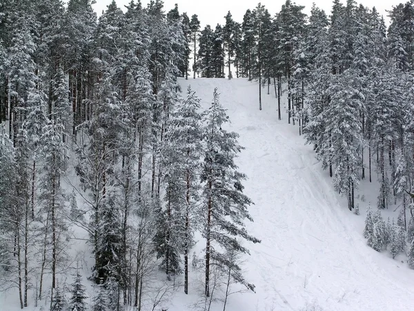 Forêt d'hiver — Photo