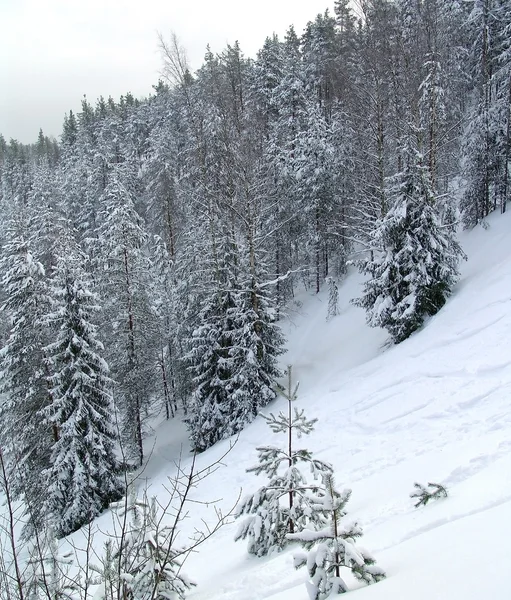 Winter forest — Stock Photo, Image