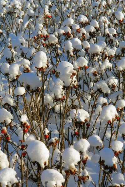 Inverno, cumuli di neve, piante sullo sfondo della neve — Foto Stock