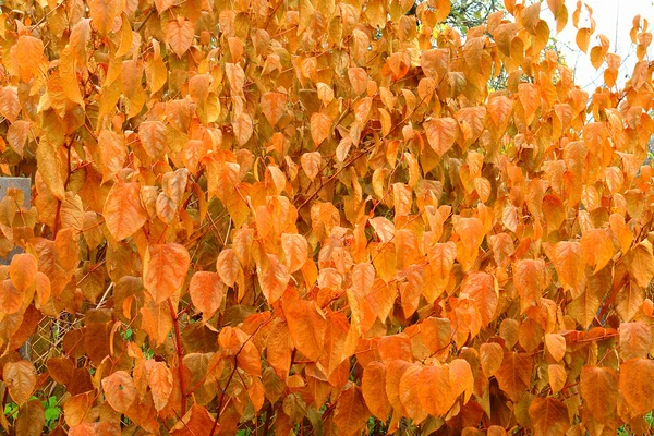 Žluté podzimní listy na zemi, — Stock fotografie