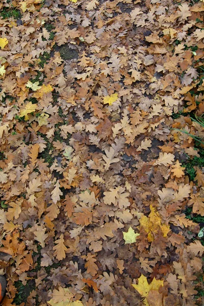 Žlutá podzimní listí na zemi, dub, — Stock fotografie
