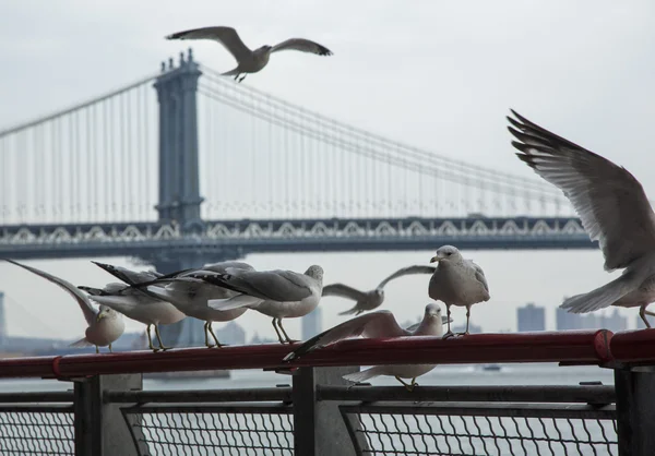 Brooklyn bridge, New York — Stockfoto