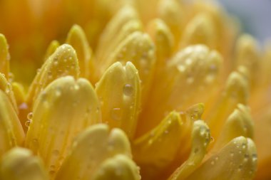 çiçekler, sarı krizantem,