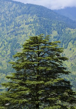 Hindistan, dağlar, Himalayalar, köy,