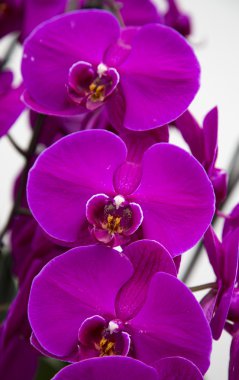 çiçekler orkide çiçek