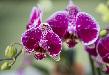 çiçekler orkide çiçek