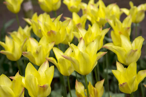 Květiny tulipány — Stock fotografie