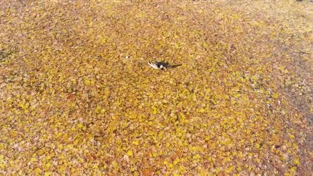 오리는 가을에 노란색 잎으로 물에서 헤엄치며 날씨에 먹이를 찾는다 — 비디오
