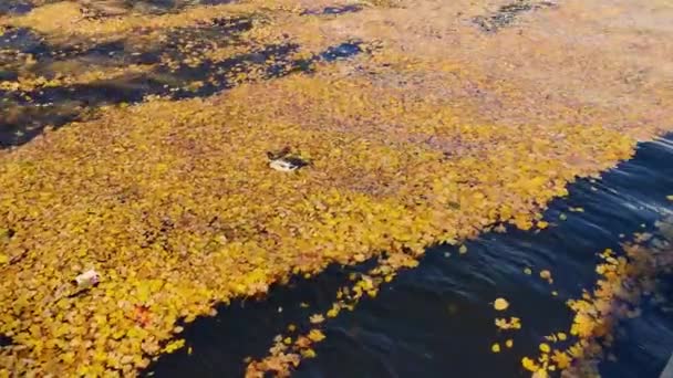 Ördek Sonbahar Sarı Yapraklarında Suda Yüzer Güneşli Havada Yiyecek Arar — Stok video