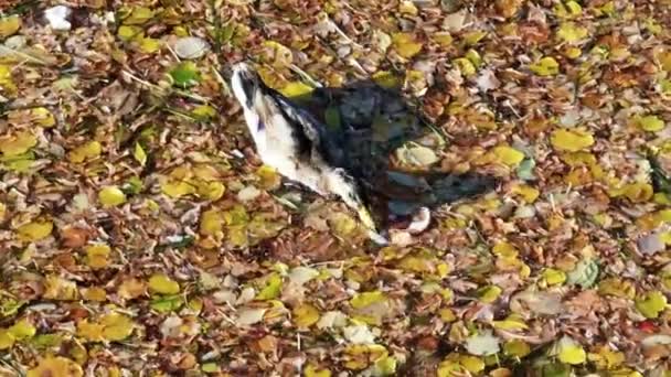 Утка Плавает Воде Осенью Желтыми Листьями Ищет Пищу Солнечную Погоду — стоковое видео