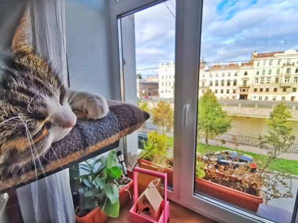 Chat Est Couché Fenêtre Avec Vue Sur Rue Repose — Photo