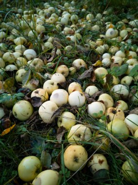 Birçok beyaz ve sarı sonbahar elması ağacın altındaki yeşil çimlerin üzerinde yatar.