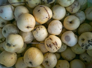 Birçok beyaz ve sarı sonbahar elması ağacın altındaki yeşil çimlerin üzerinde yatar.