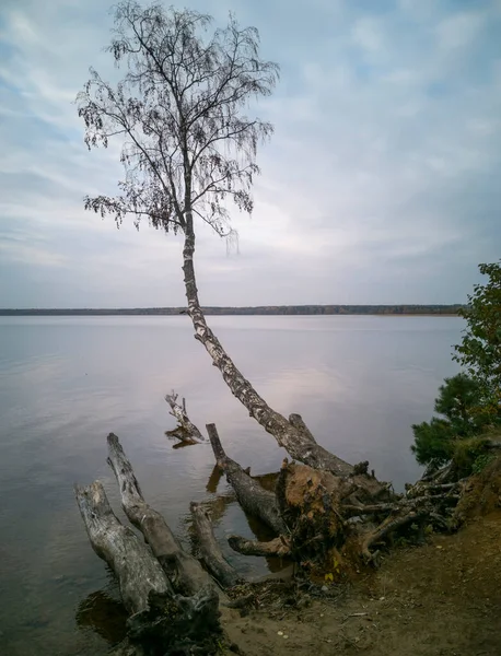 Jesienna Brzoza Opadłymi Liśćmi Pochylonymi Nad Spokojnym Jeziorem Tle Zachodzącego — Zdjęcie stockowe