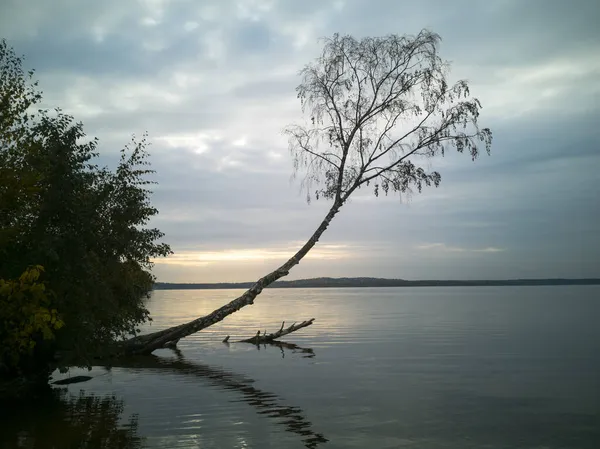 Pohon Birch Musim Gugur Dengan Daun Jatuh Bersandar Danau Tenang — Stok Foto