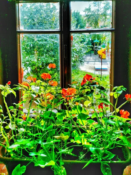 Fleurs Rouges Avec Des Feuilles Vertes Une Fenêtre Ouverte Avec — Photo