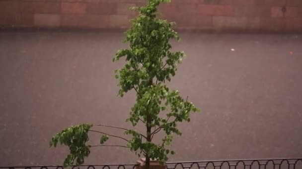 Strom Zelenými Listy Houpe Pod Hustým Lijákem Velkými Kapkami Deště — Stock video