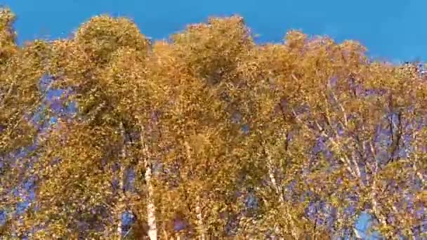 Folhas Outono Amarelas Brilhantes Árvores Vidoeiro Balançam Vento Forte — Vídeo de Stock