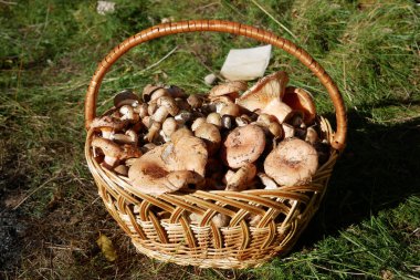 Sonbahar mantar sepeti