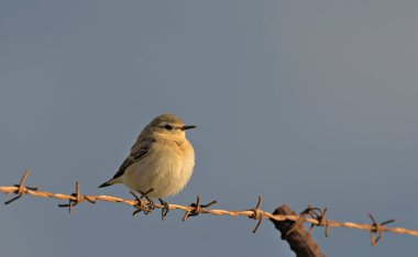 Kuzey Wheatear veya Wheatear - Oenanthe oenanthe, Girit